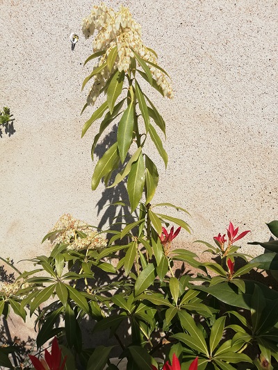 Annexe IMG_20200402_134147 - Copie.jpg