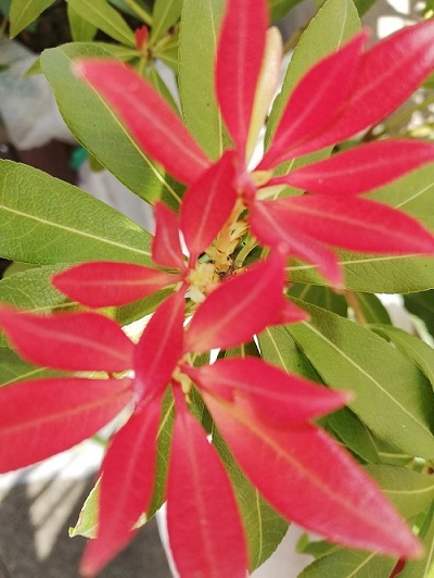 Annexe IMG_20200402_134307.jpg