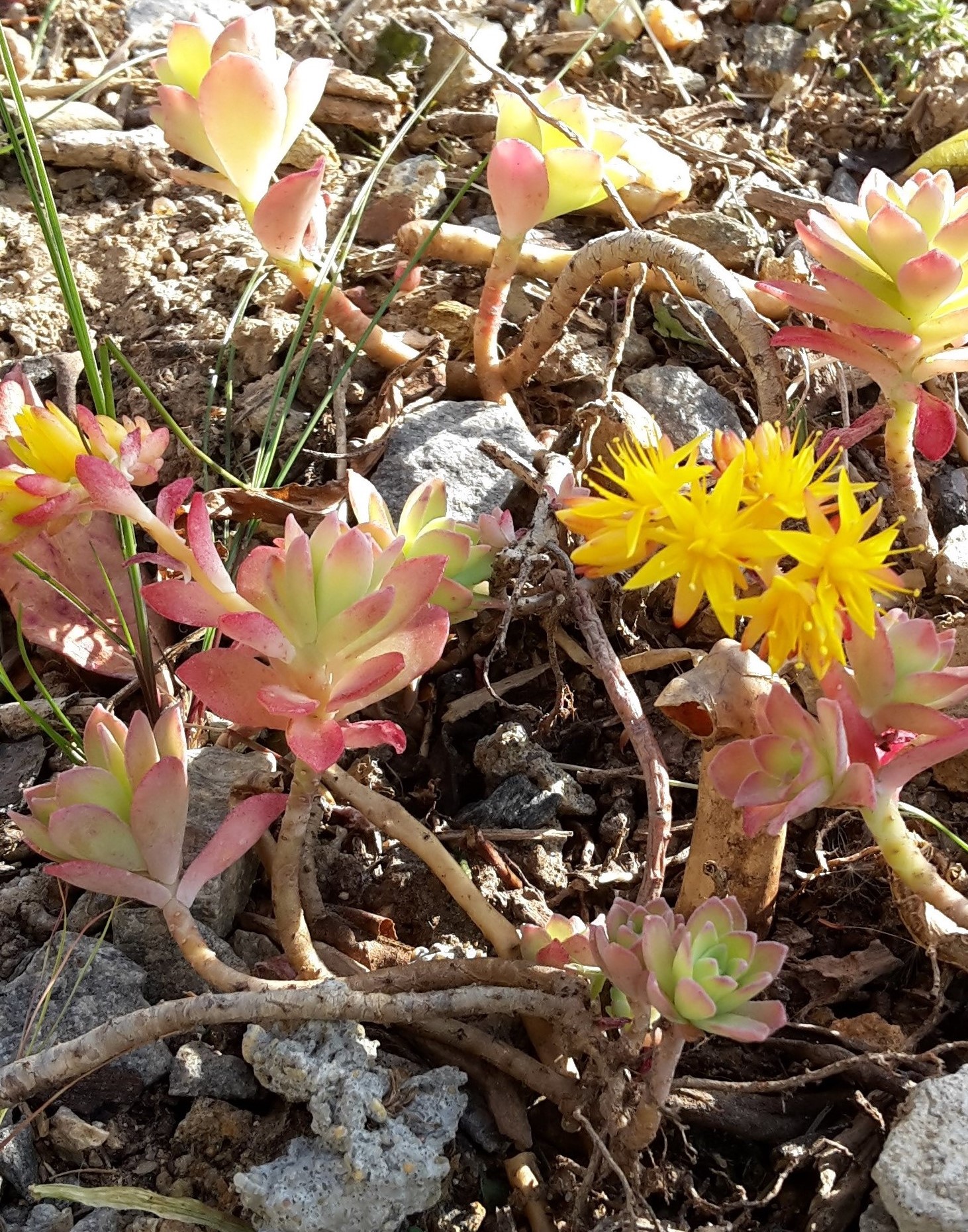 Annexe 20200402_180404.jpg