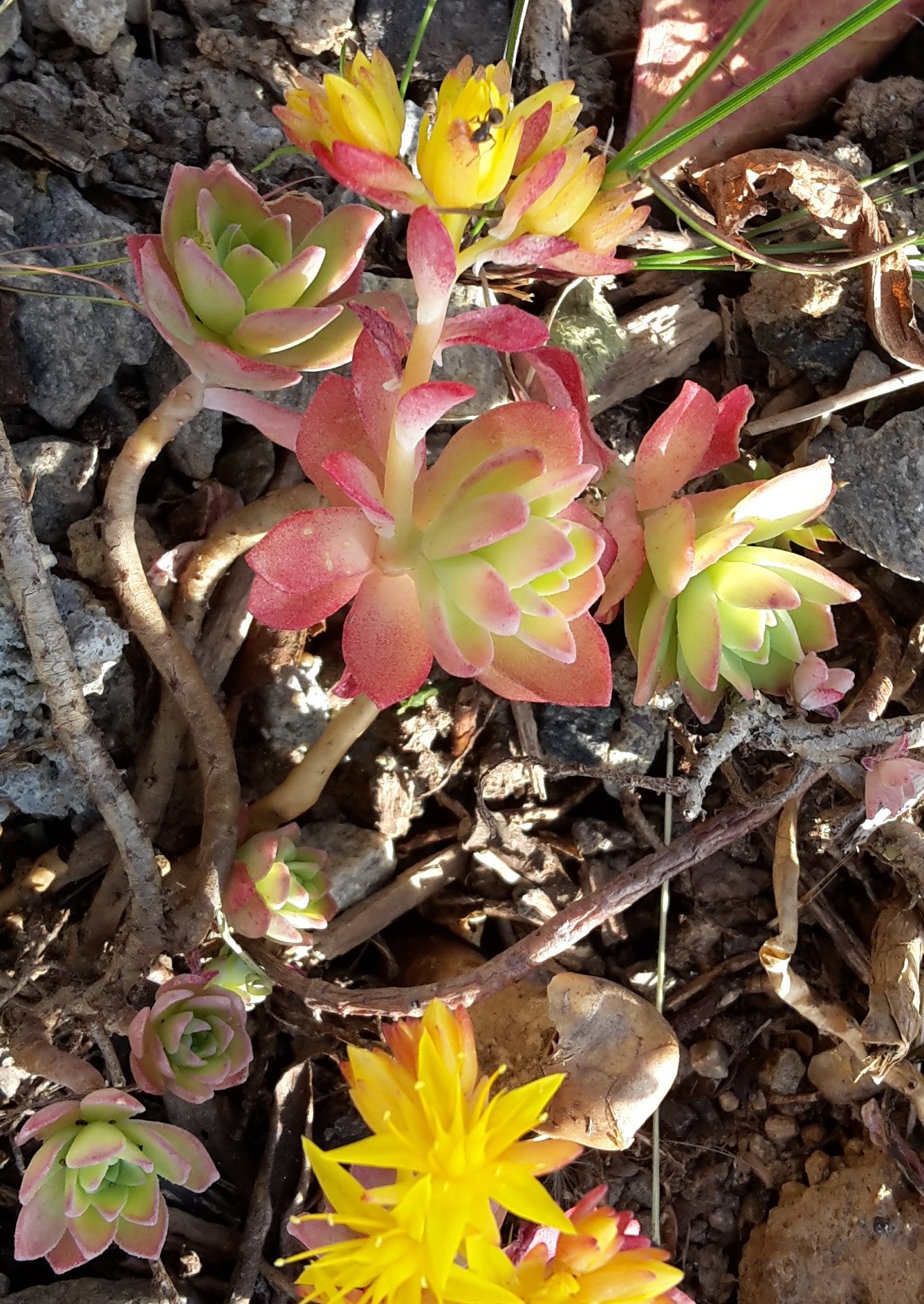 Annexe 20200402_180413.jpg