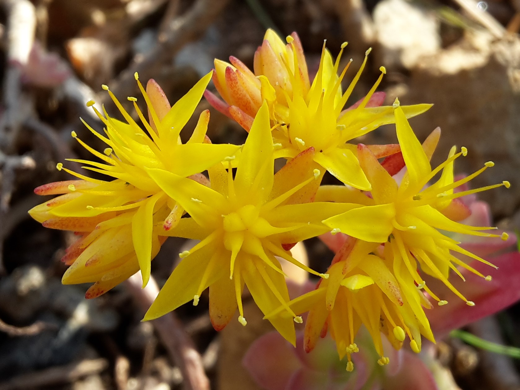 Annexe 20200402_180422.jpg