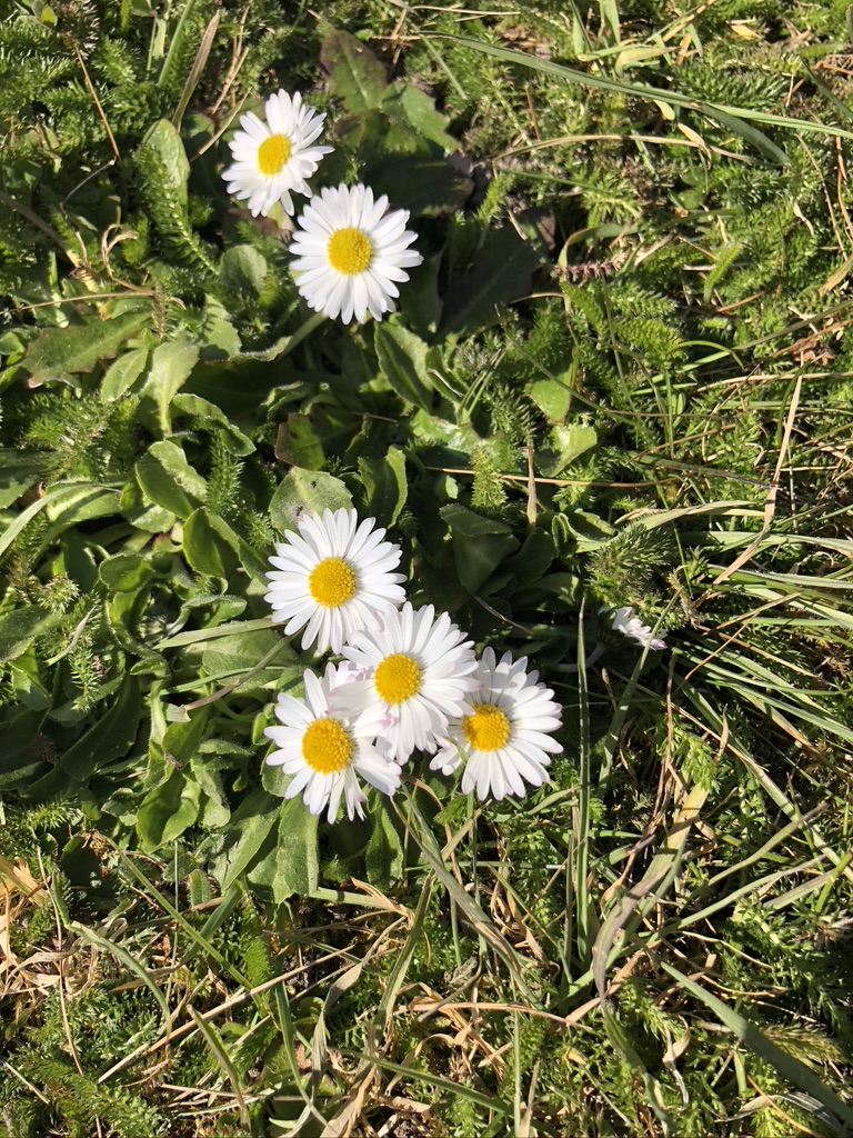 Annexe 728F1CBF-B9FE-44BC-B071-547404816937_1_105_c.jpeg