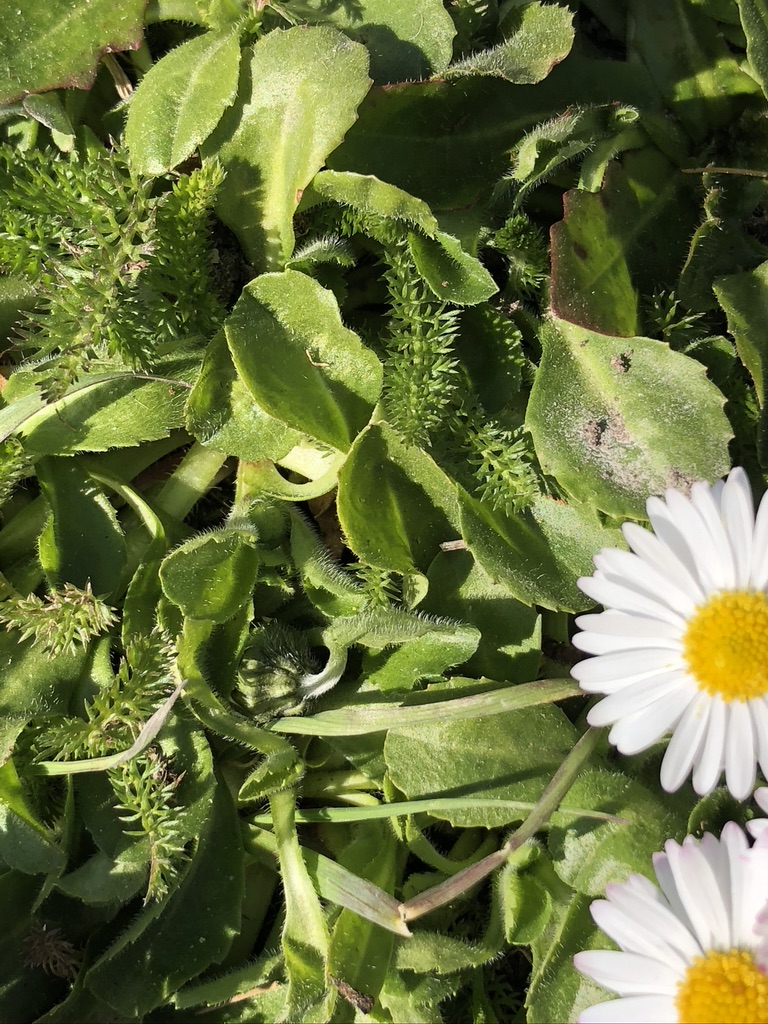 Annexe BDBF40DE-DCAC-41AF-8A70-FE05B09E9846_1_105_c.jpeg