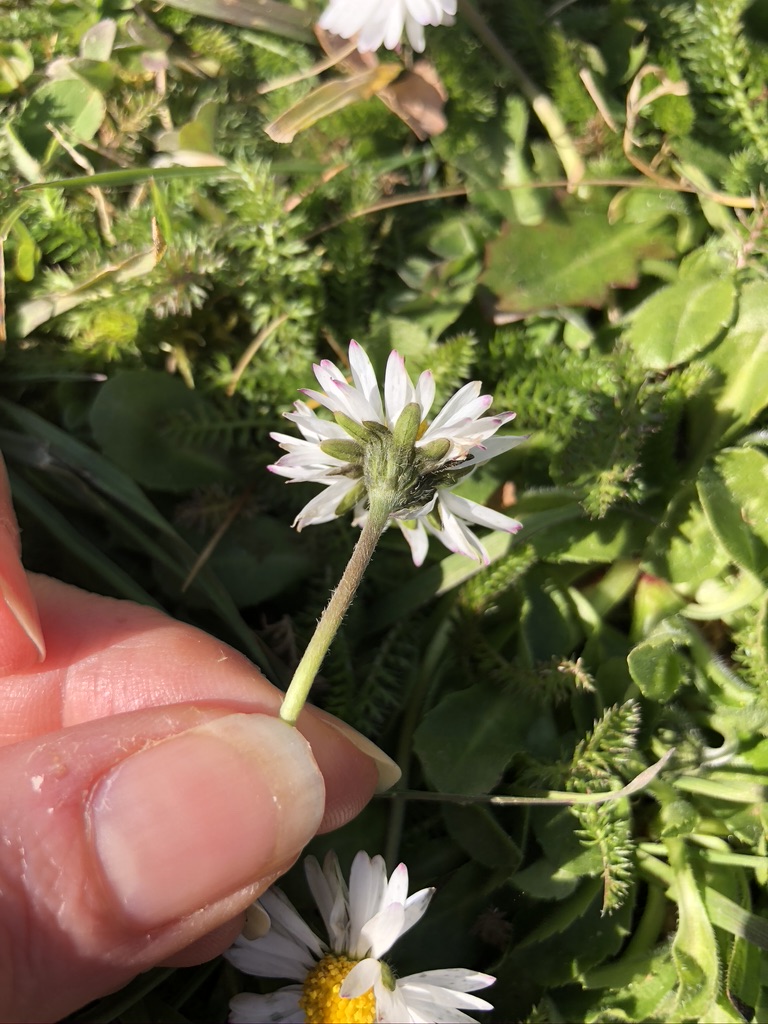 Annexe E01F8ED1-23CE-4A13-85FA-DA0F500C8271_1_105_c.jpeg