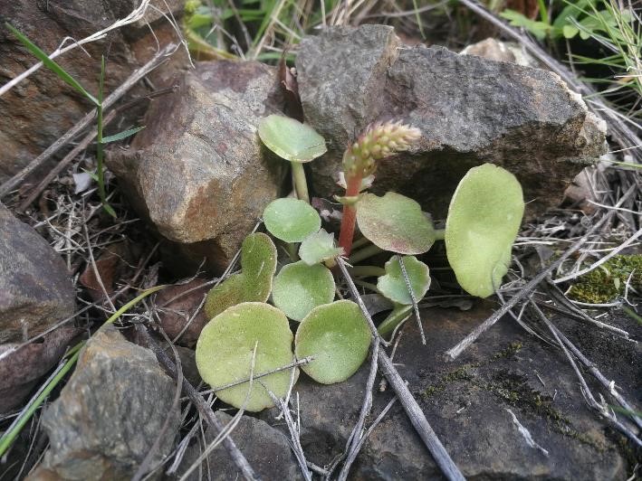 Annexe ensemble Umbilicus rupestris (Salisb.) Dandy, 1948.jpg