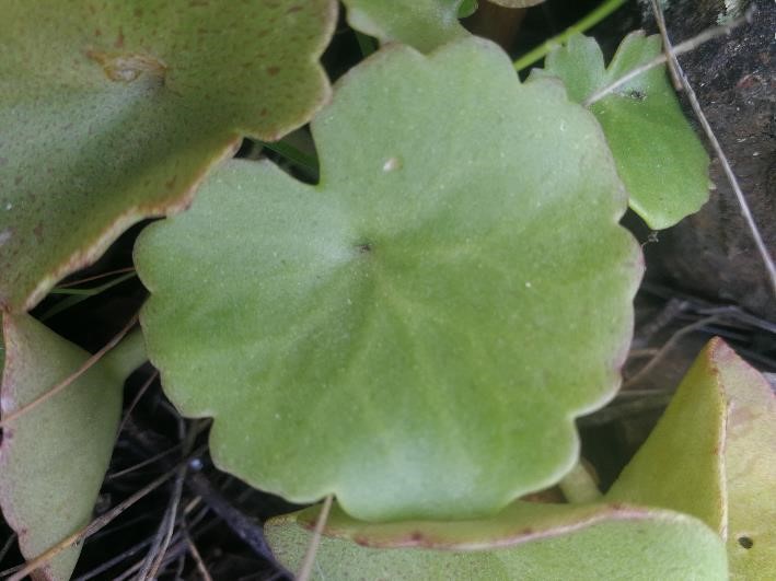 Annexe feuille Umbilicus rupestris (Salisb.) Dandy, 1948.jpg