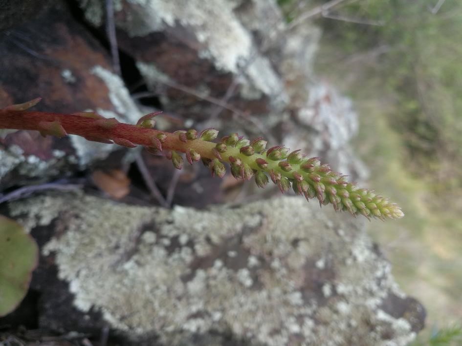 Annexe inflorescence Umbilicus rupestris (Salisb.) Dandy, 1948.jpg