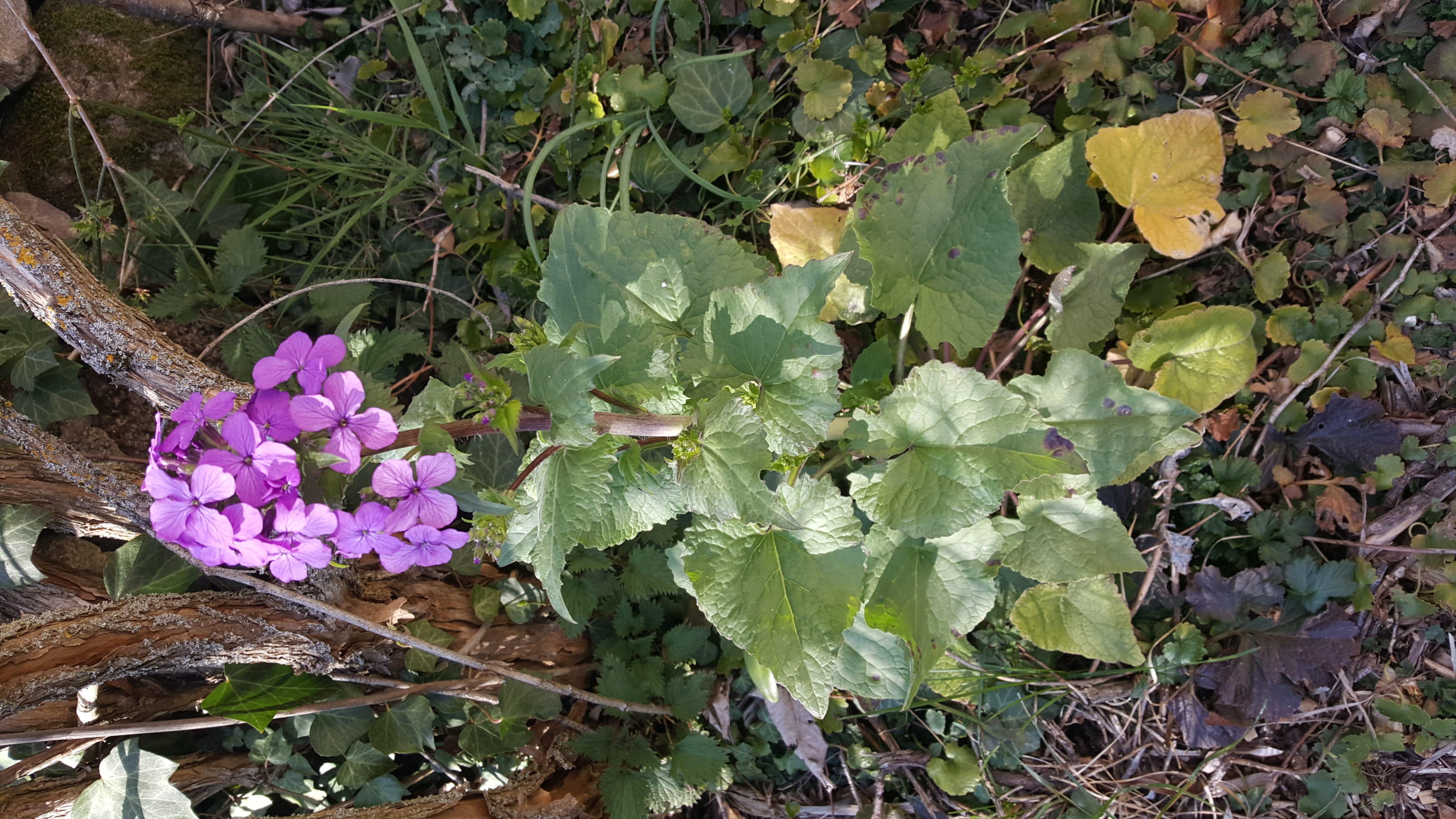 Annexe 20200402_175310_001[1].jpg