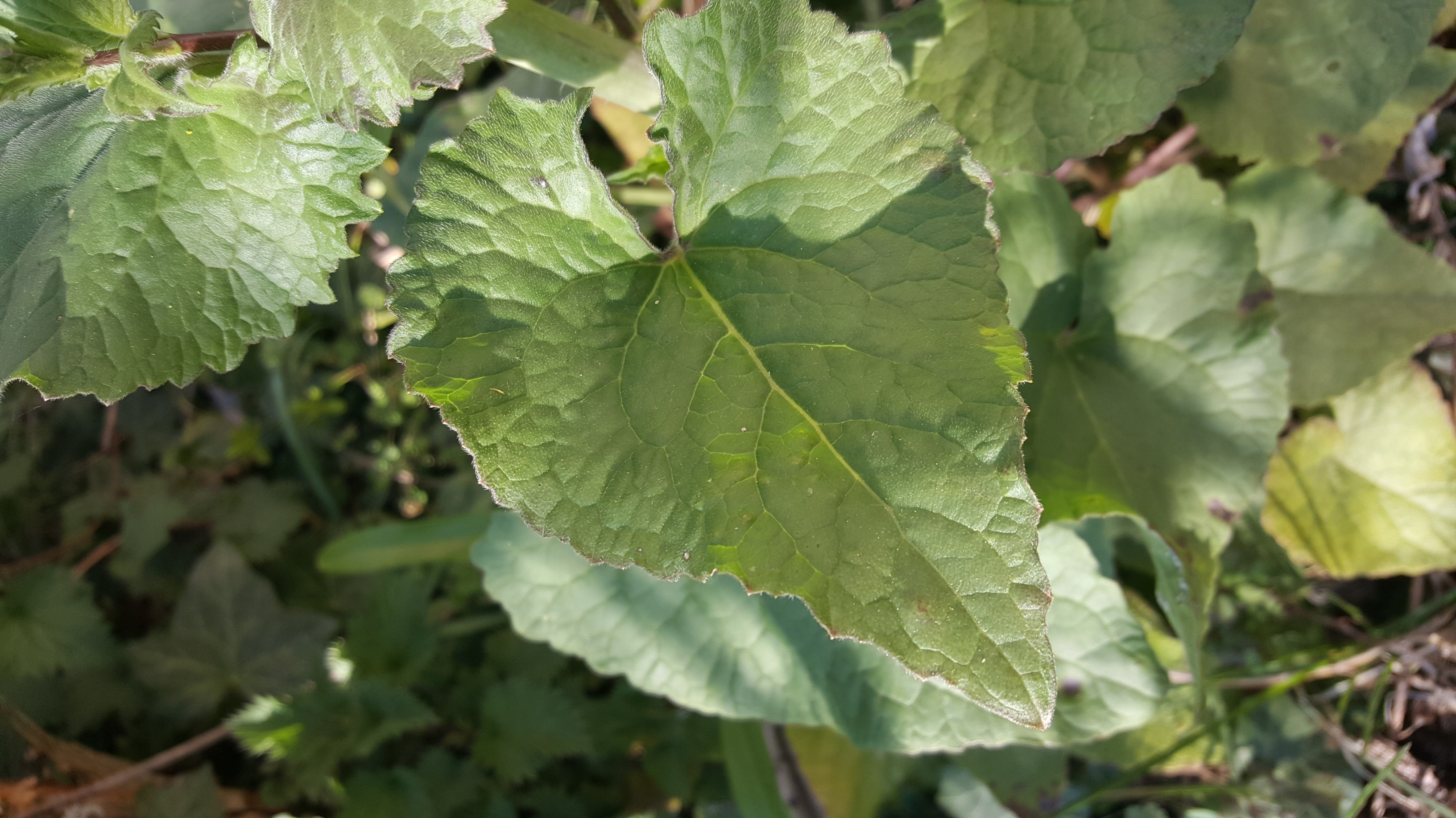 Annexe 20200402_175512[1].jpg