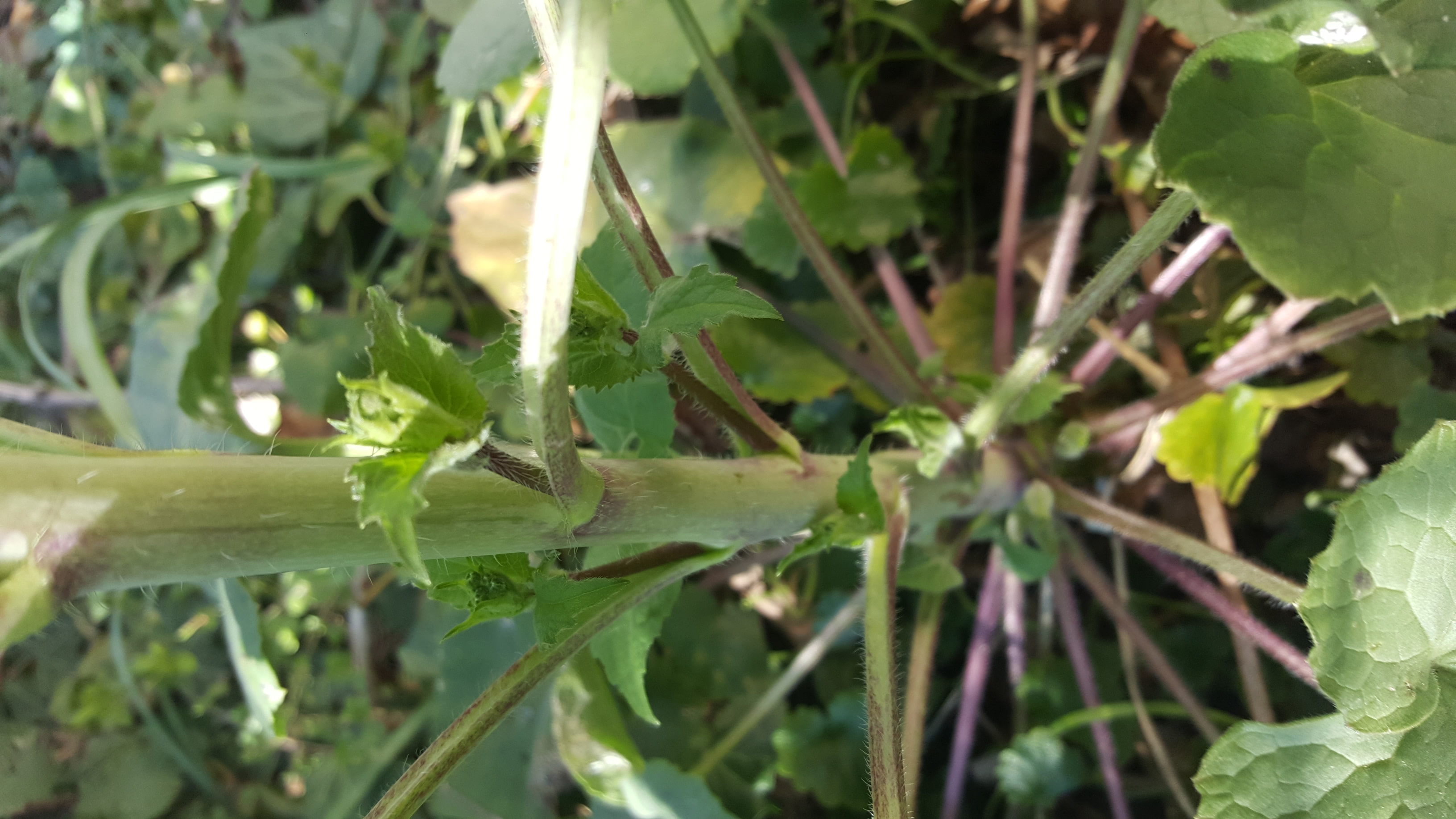 Annexe 20200402_175556[1].jpg