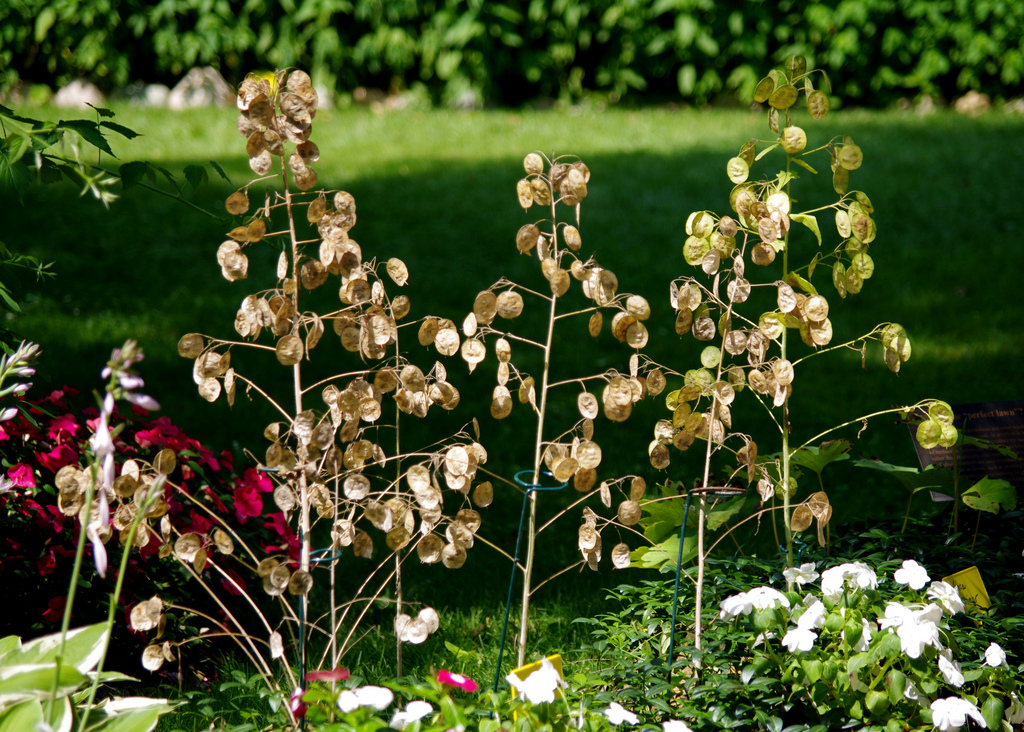 Annexe monnaie du pape.jpg