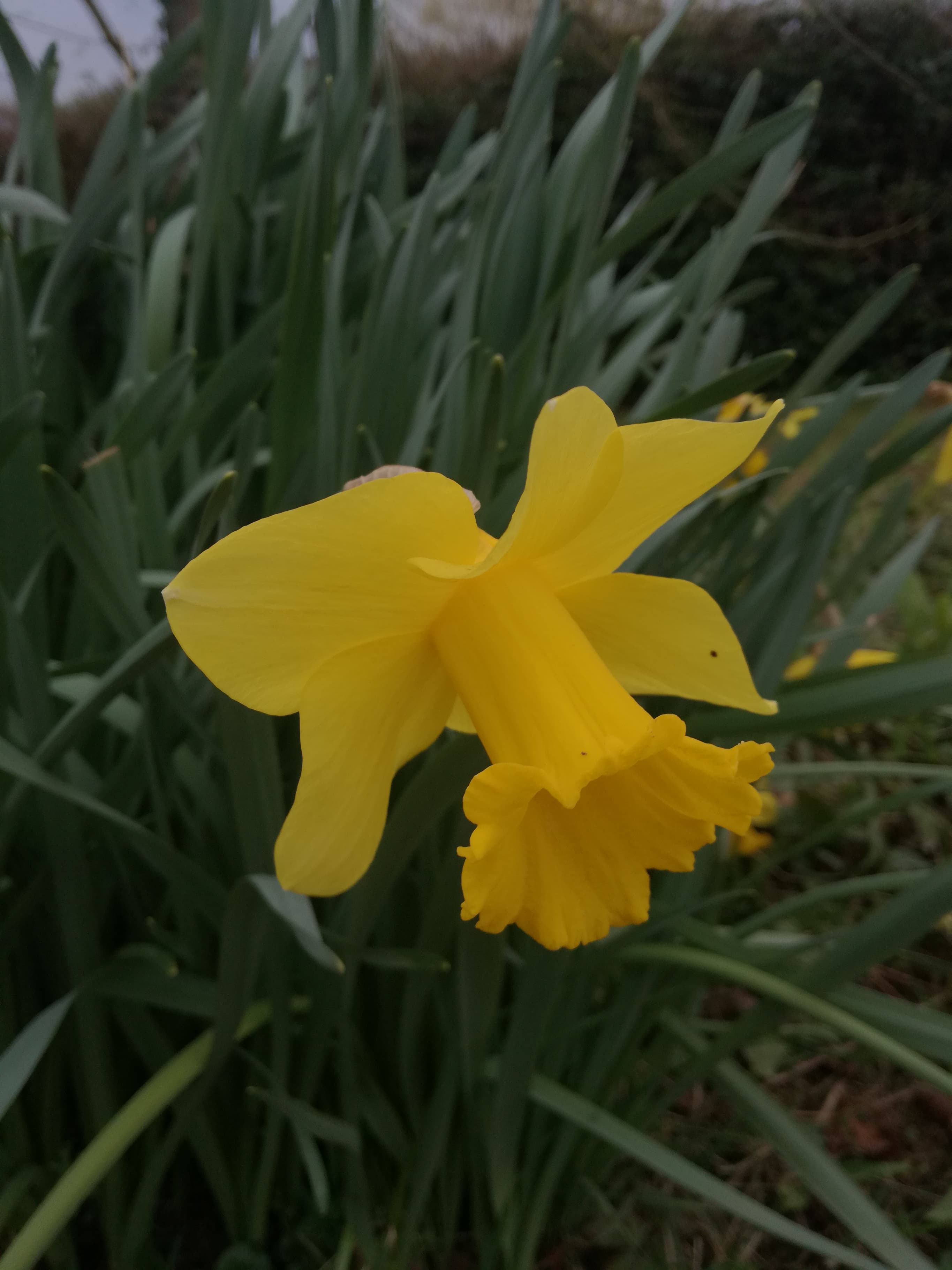 Annexe 91912892_214124453196049_915002671713222656_n.jpg