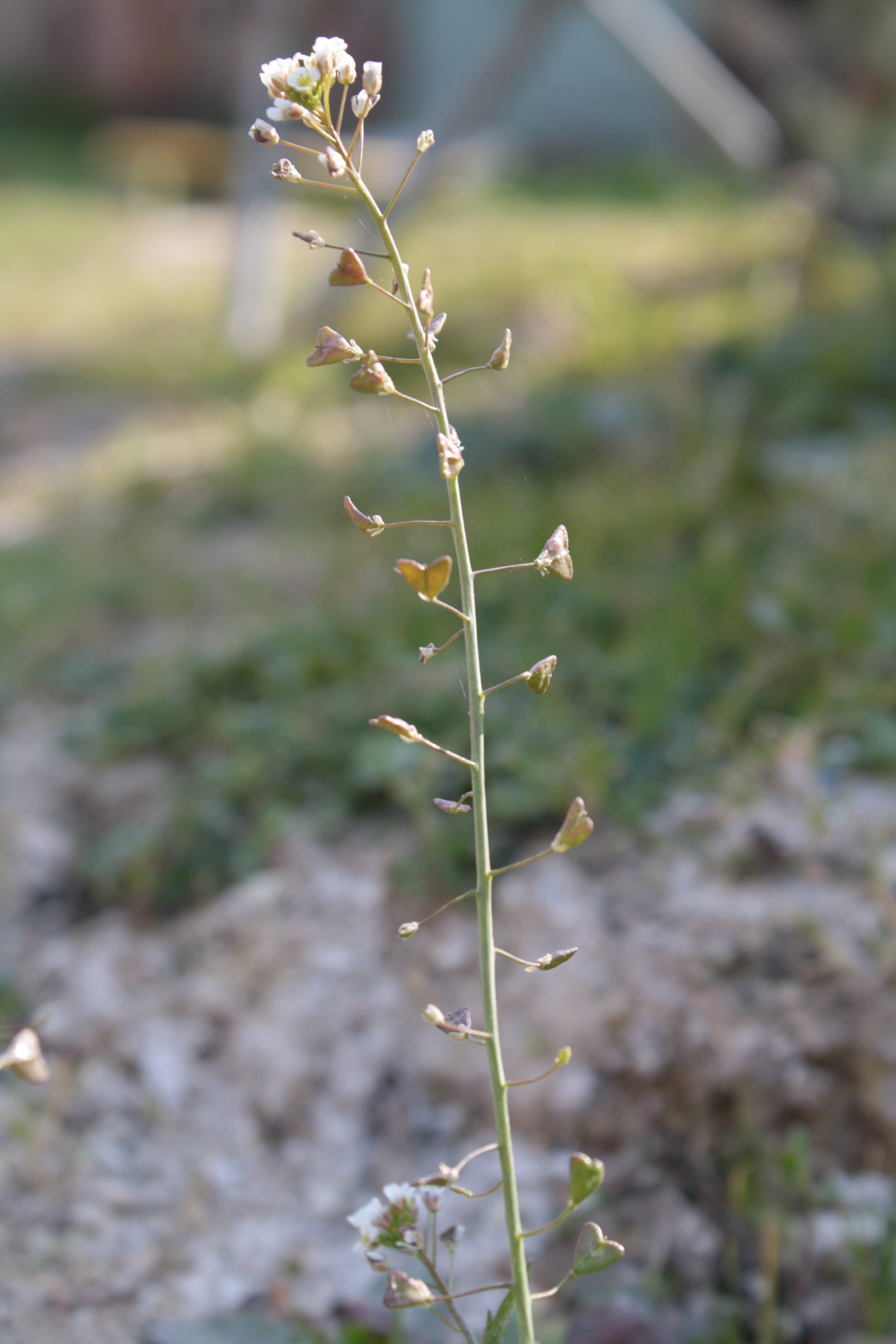 Annexe 01-IMG_0187-min.JPG