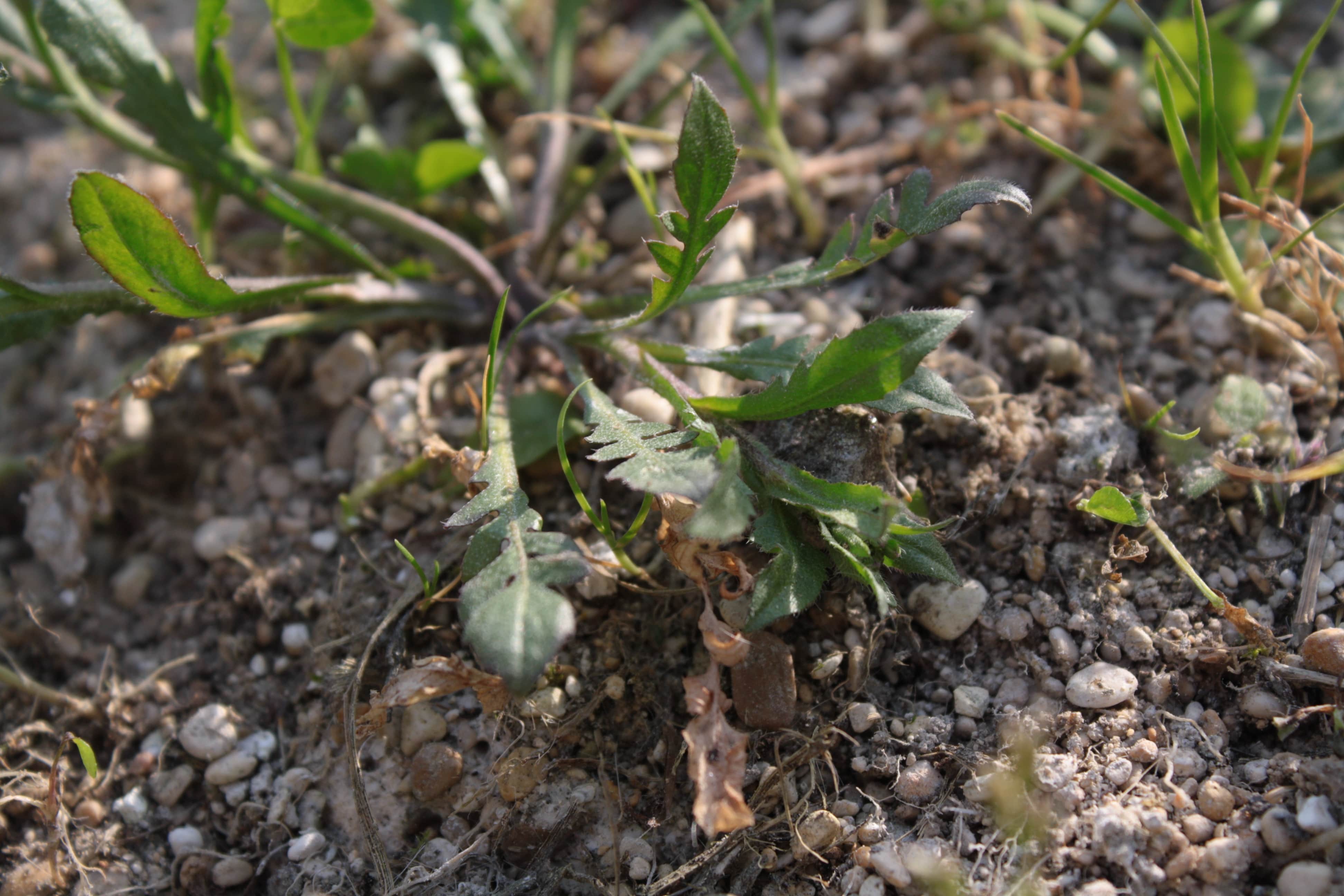 Annexe 03-IMG_0184-min.JPG