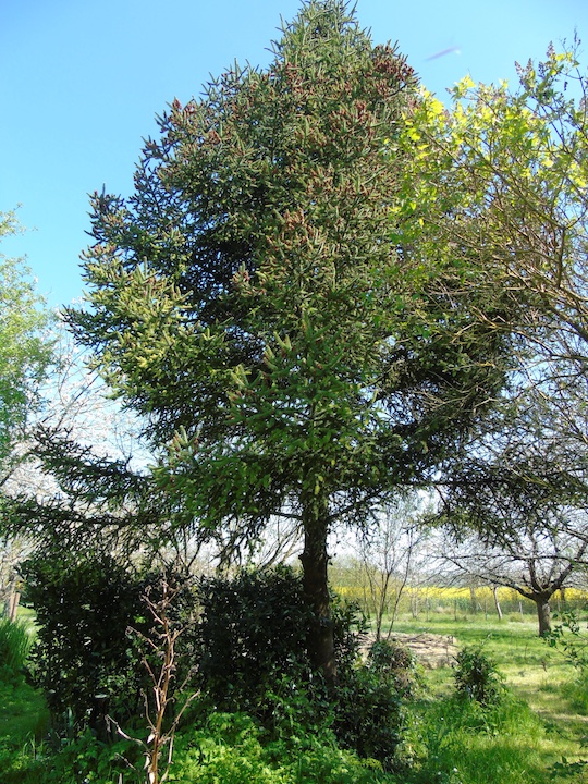 Annexe Sapin Andalousie Photo 1.JPG