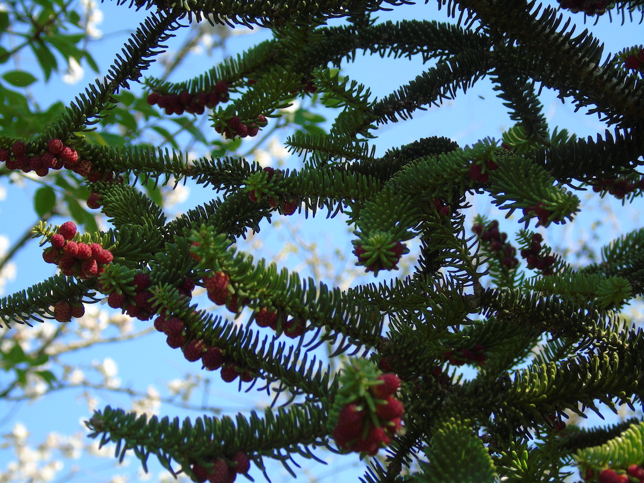 Annexe Sapin Andalousie Photo 2.JPG