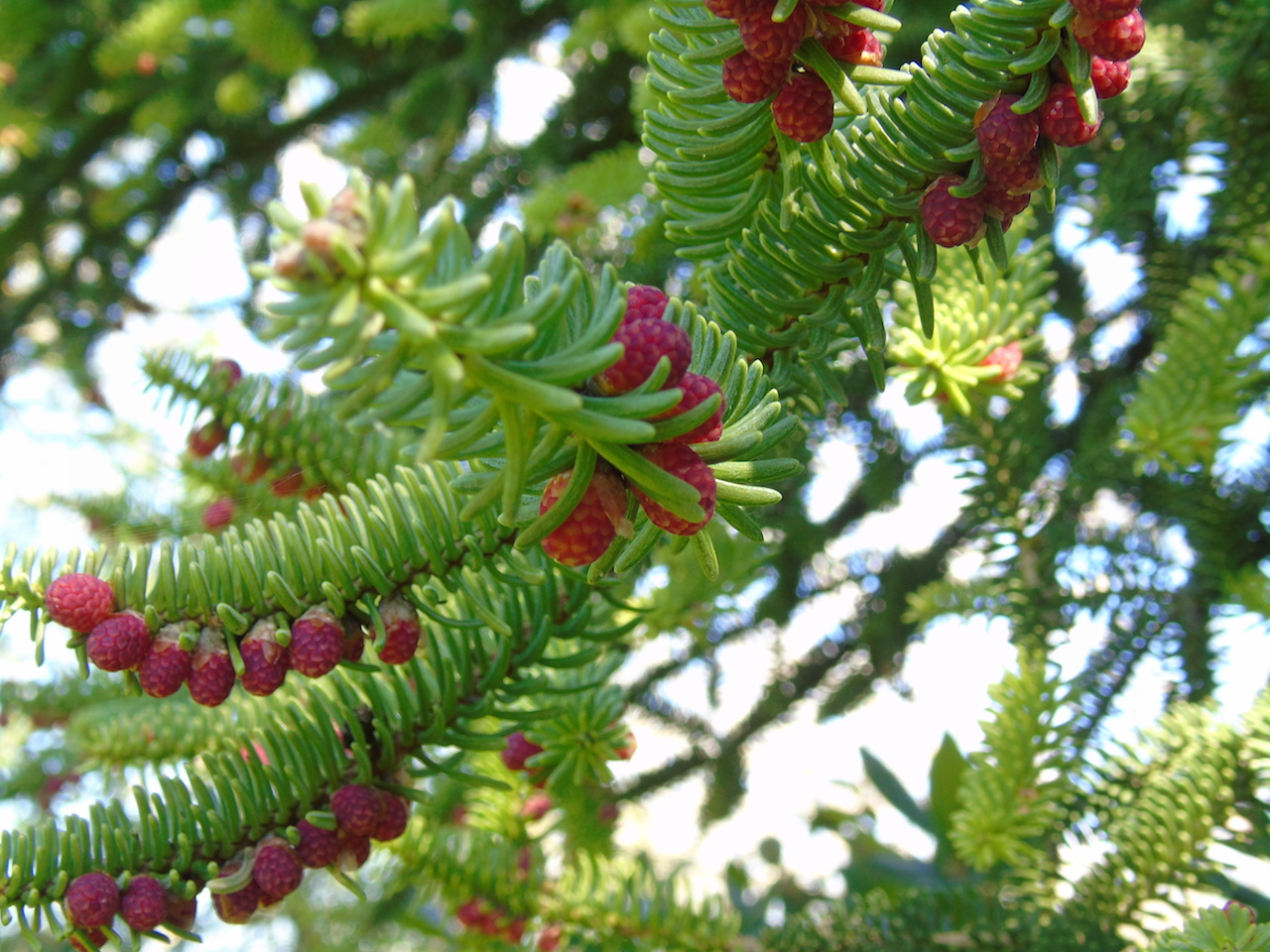 Annexe Sapin Andalousie Photo 3.JPG