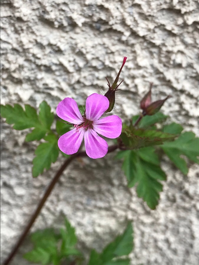 Annexe 4EB52ED7-4BDF-45E7-8AC1-3810B617E8C7.jpeg