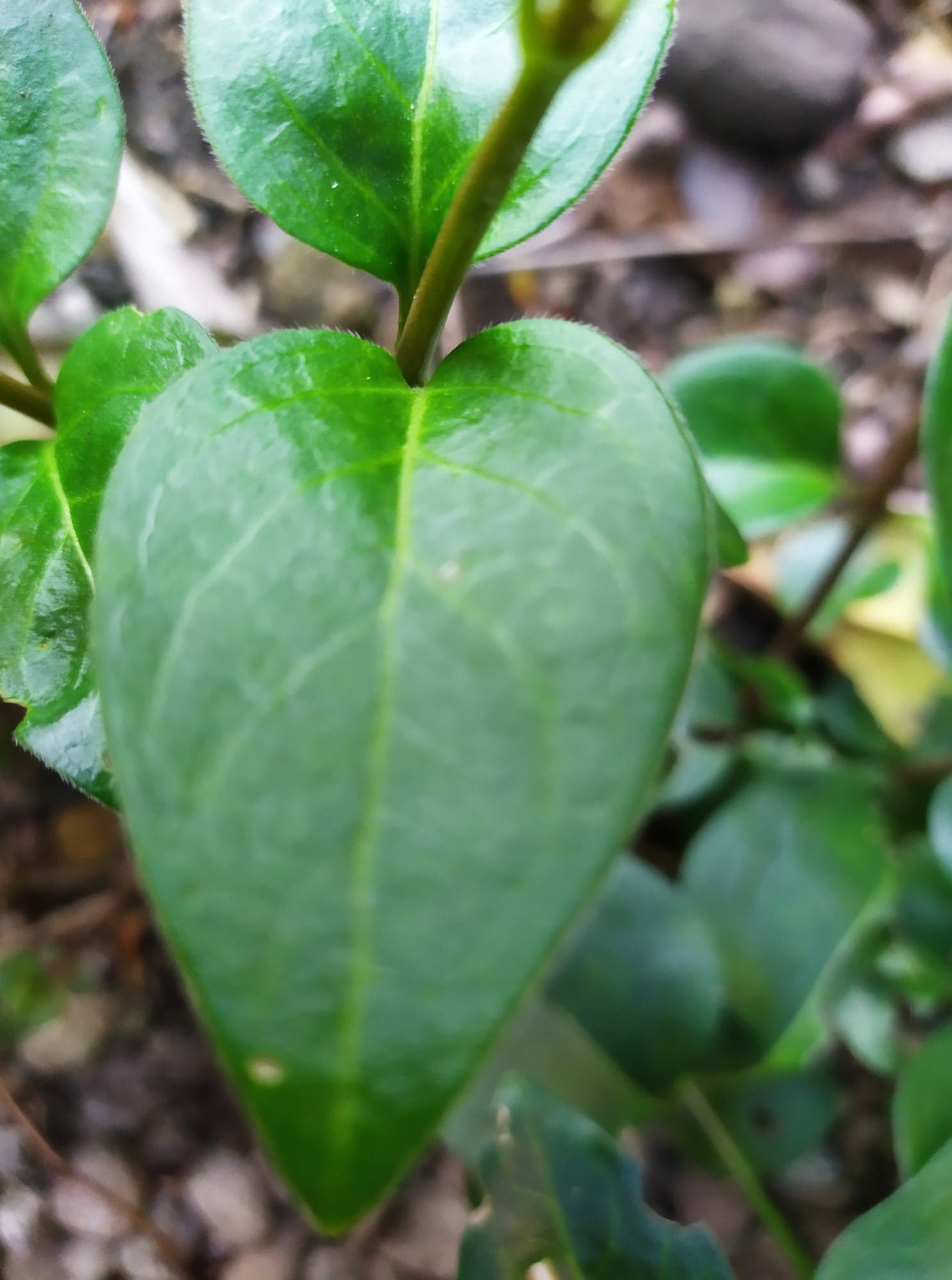 Annexe Feuilles grande pervenche.jpg