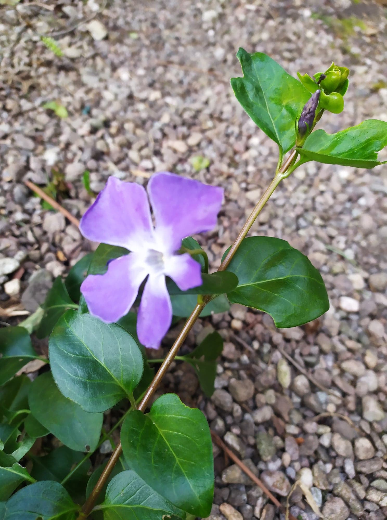 Annexe Grande pervenche 2.jpg