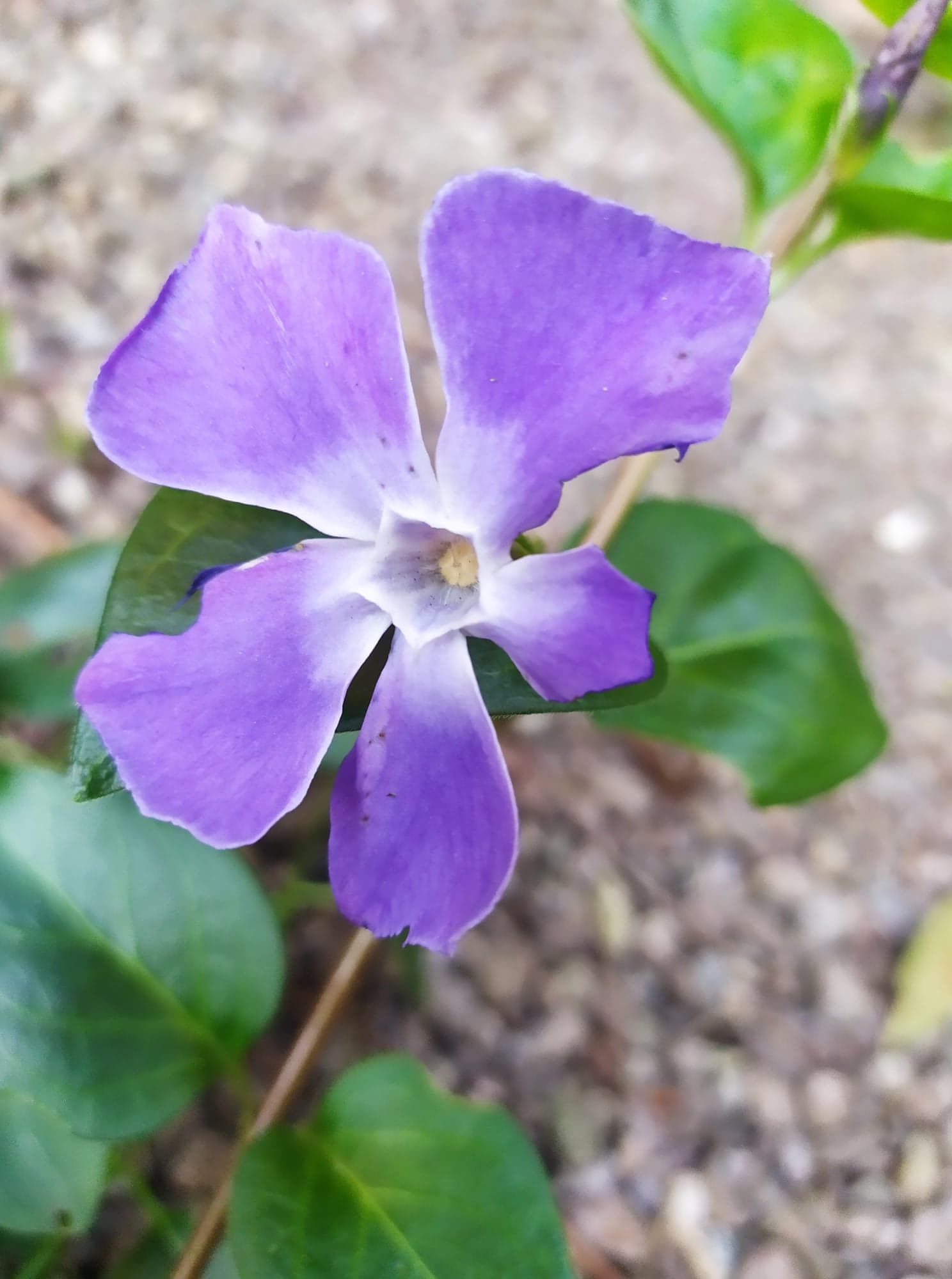 Annexe Grande pervenche.jpg