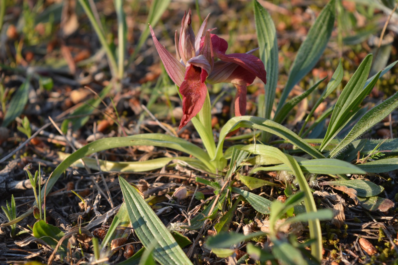 Annexe DSC_0021_bis.jpg