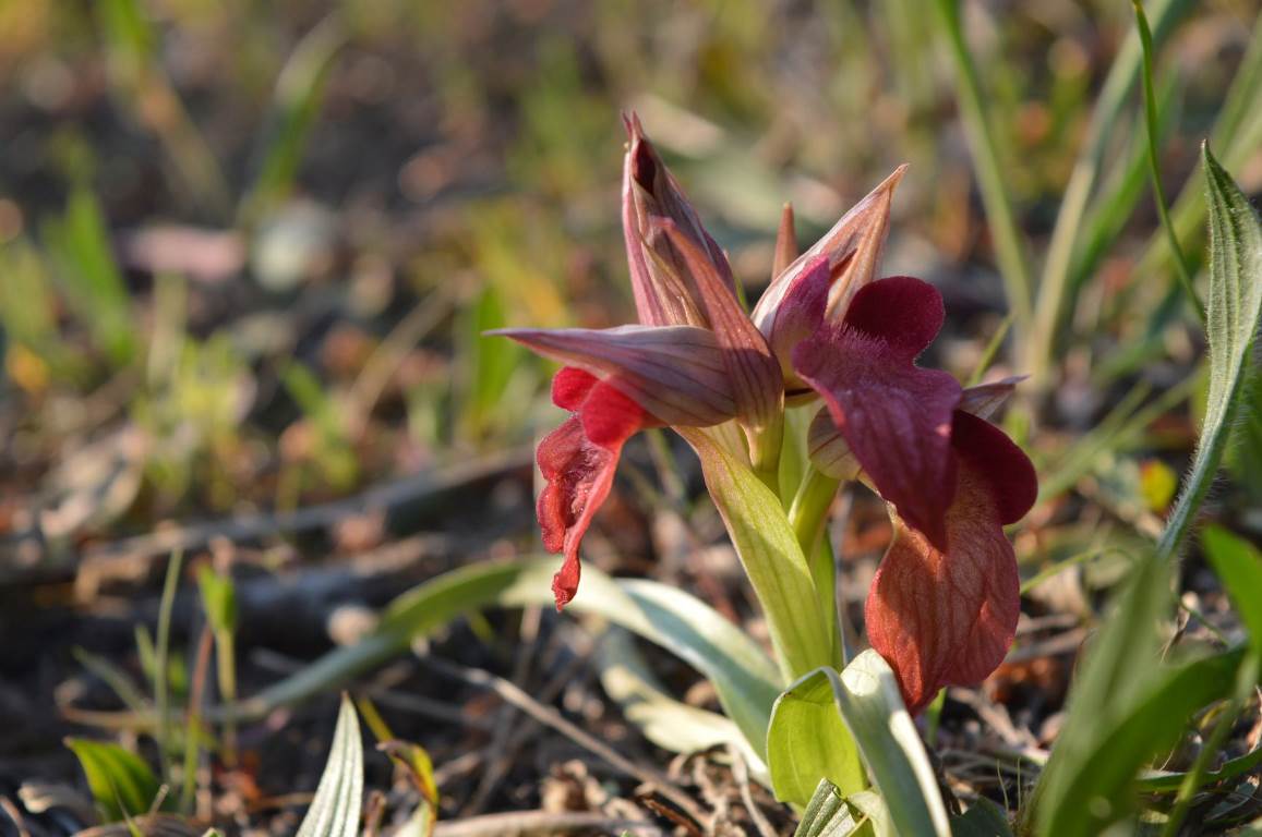 Annexe DSC_0022 - Copie.JPG