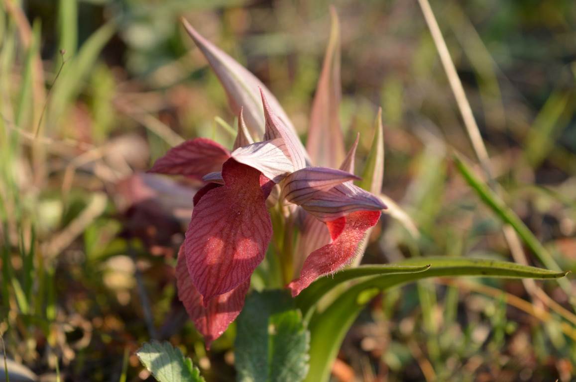 Annexe DSC_0025 - Copie.JPG