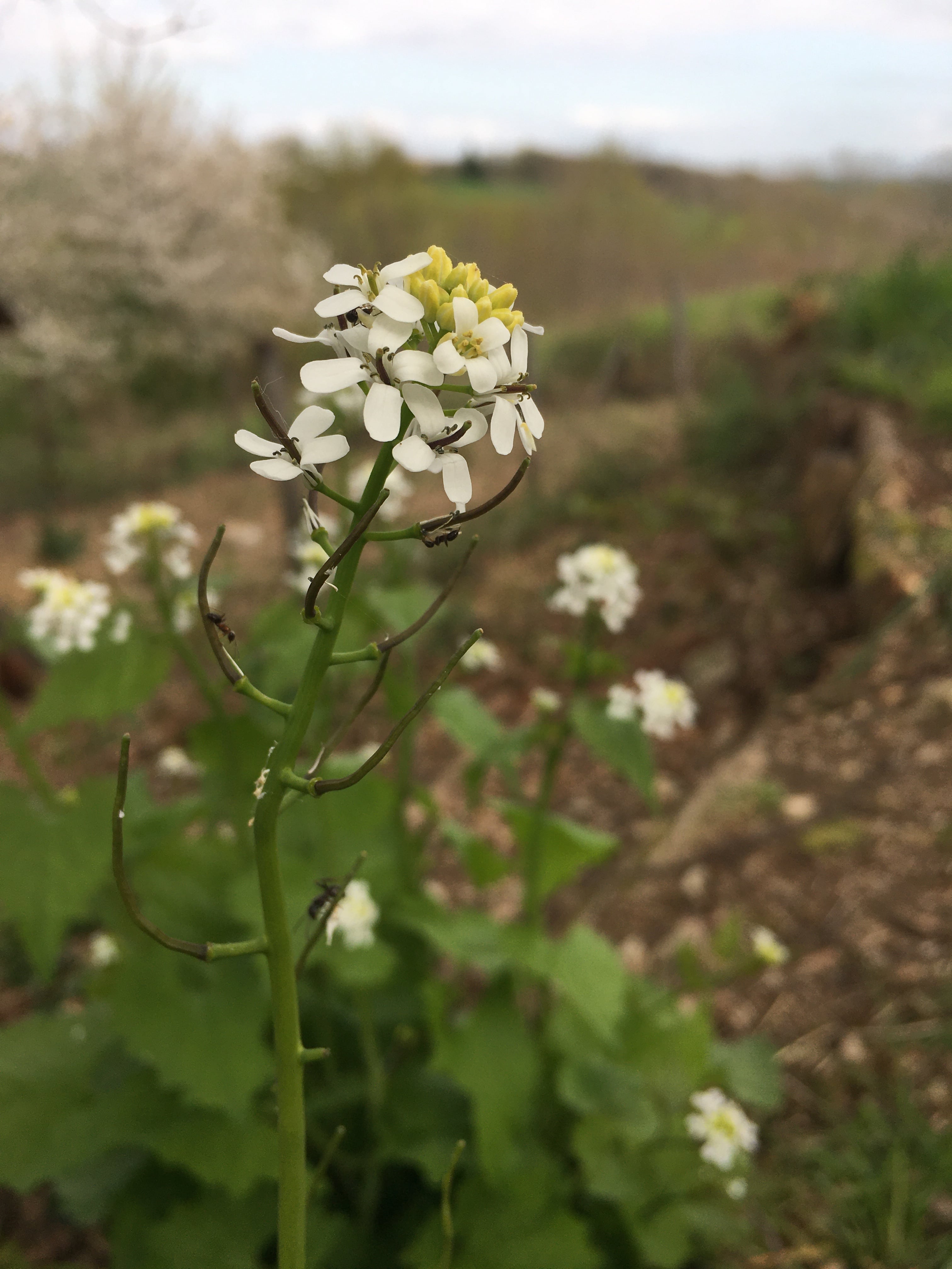 Annexe IMG_4021-min.JPG