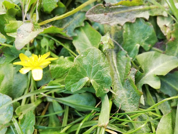 Annexe Ficaire Fleur et feuille.jpg