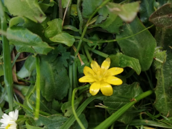 Annexe Ficaire fleur dessus.jpg