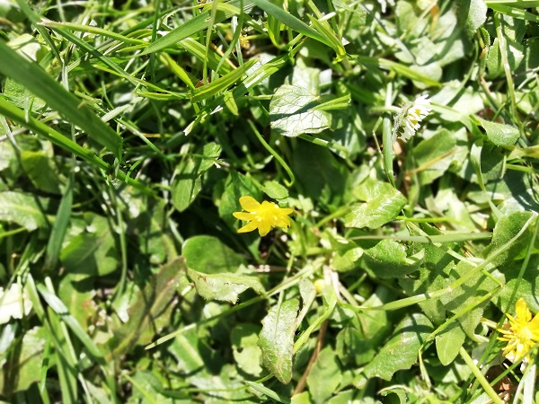 Annexe Ficaire globale.jpg