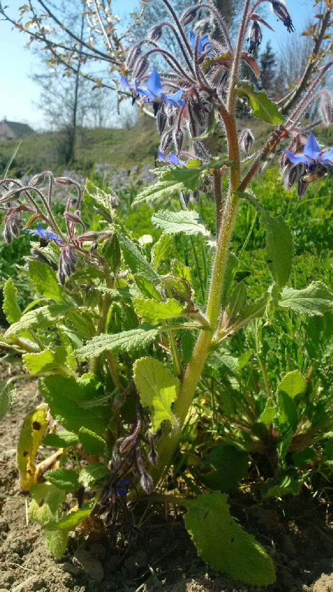 Annexe IMG_20200401_134819.jpg