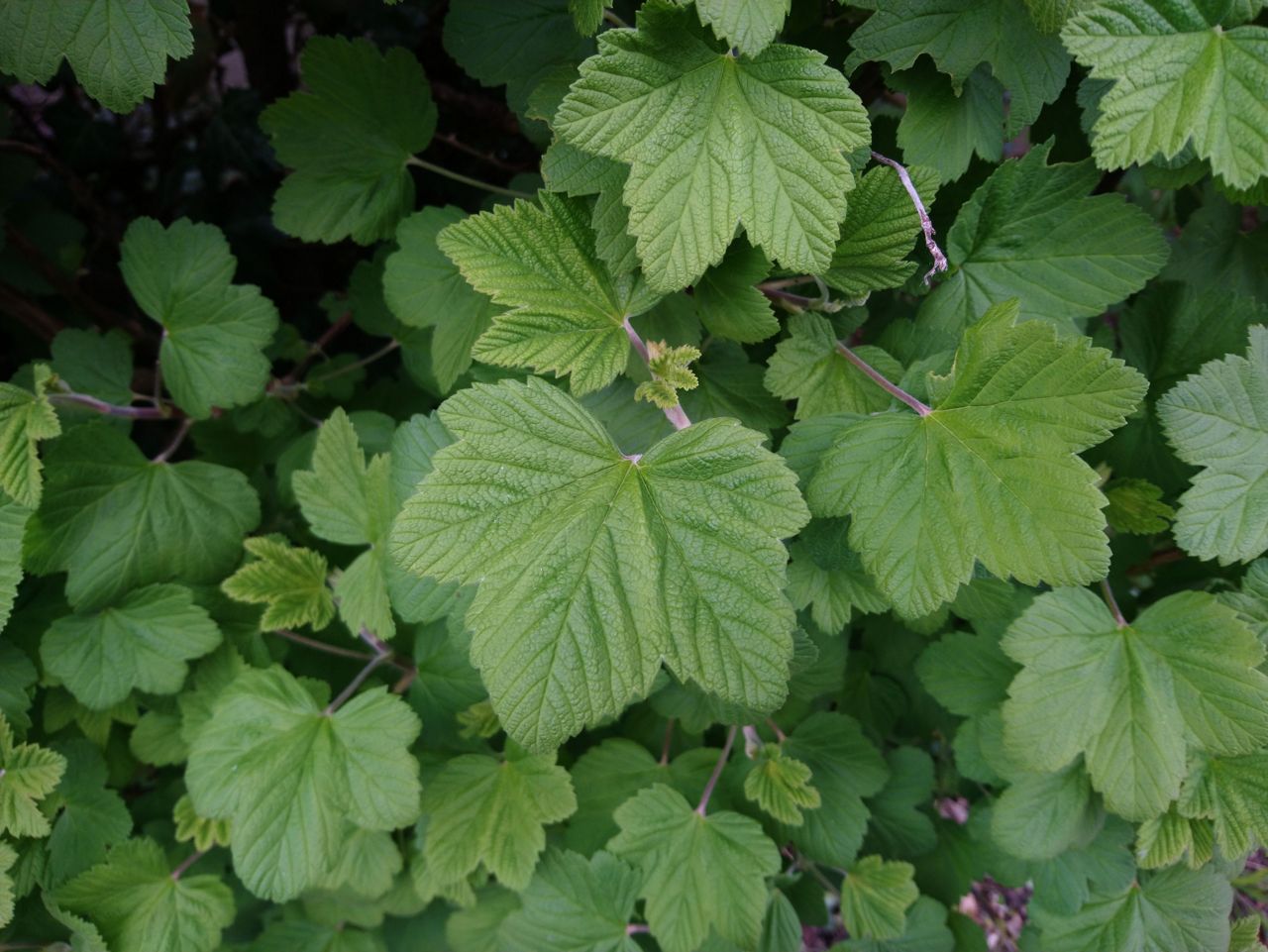 Annexe Feuillage groseiller à fleurs.jpg