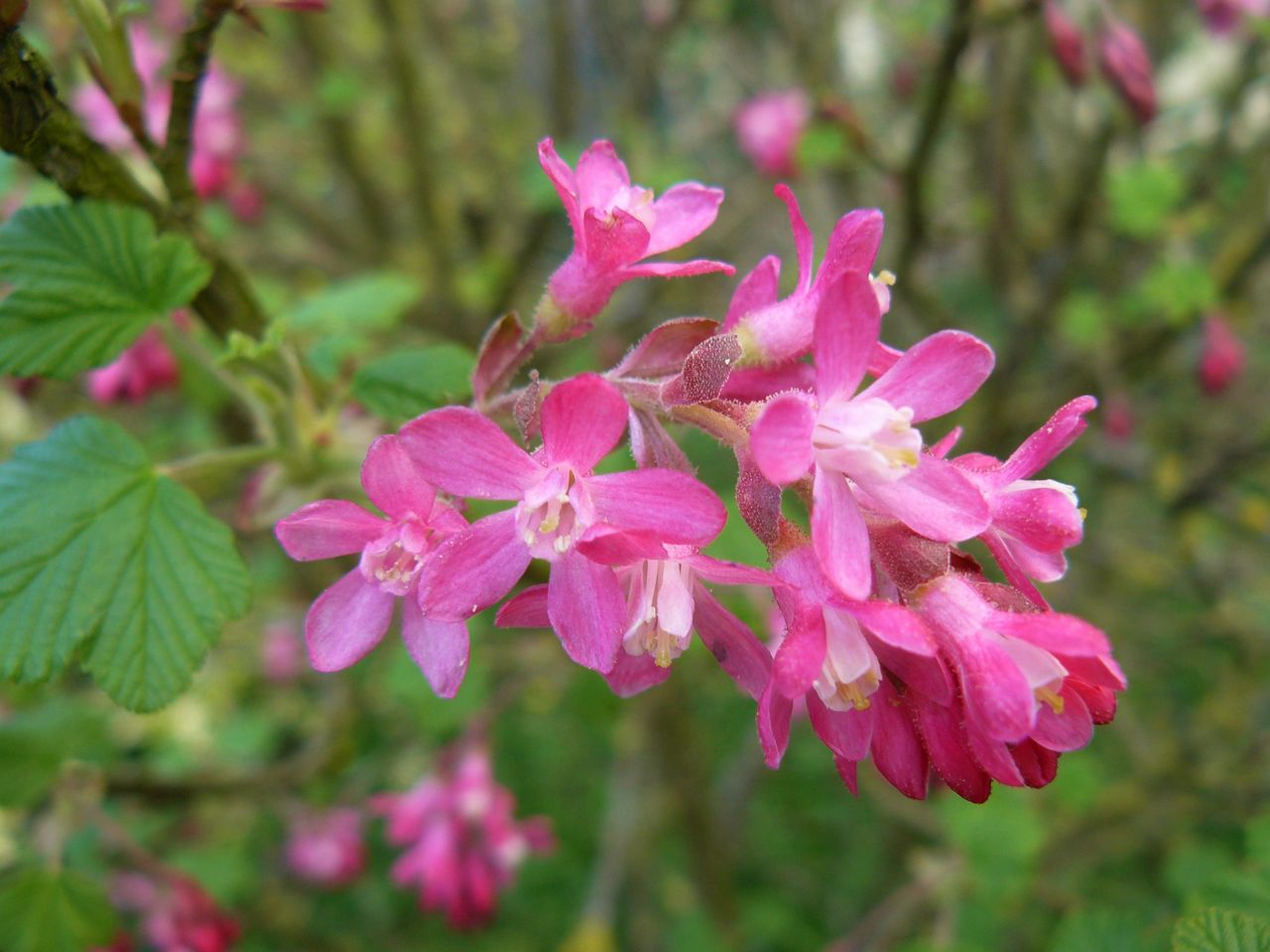 Annexe Fleurs groseiller à fleurs.JPG