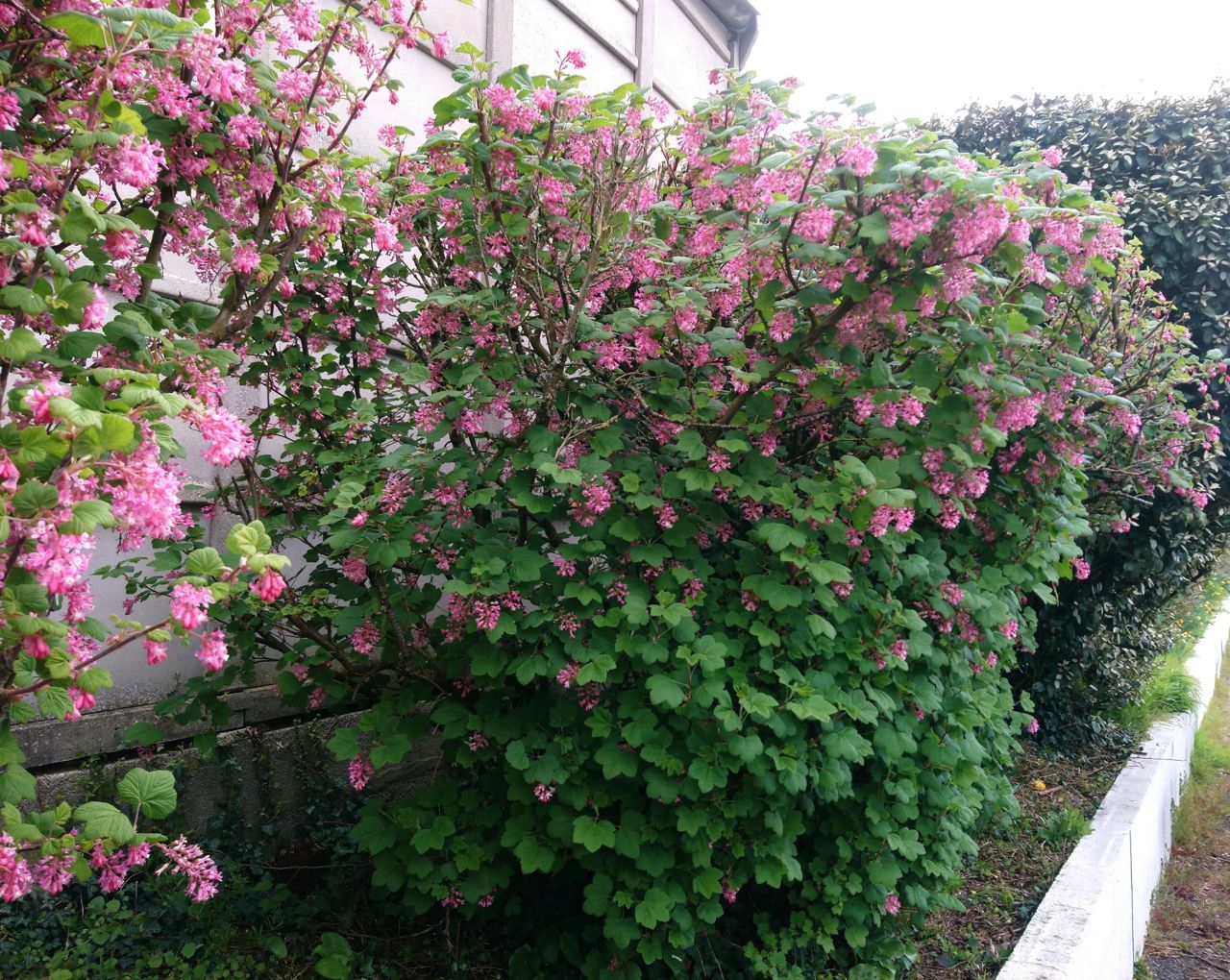 Annexe sujet groseiller à fleur.jpg