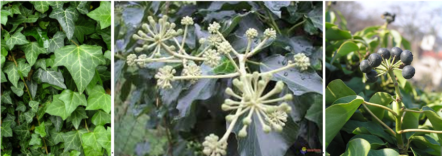 Annexe Hedera Helix.png