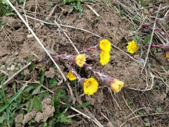 Annexe IMG_0738-1.JPG