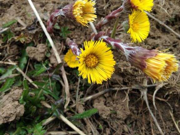 Annexe IMG_0739-1.JPG