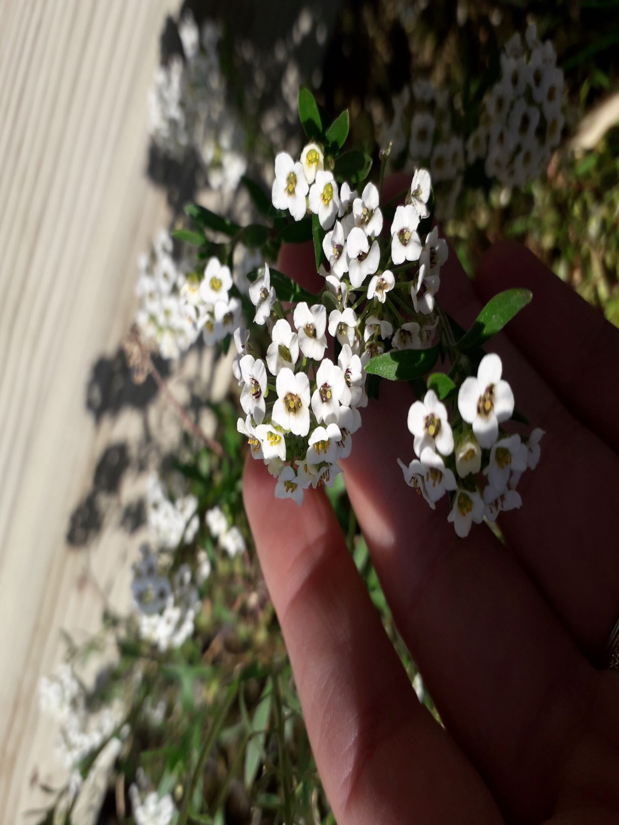 Annexe 20200403_100249.jpg