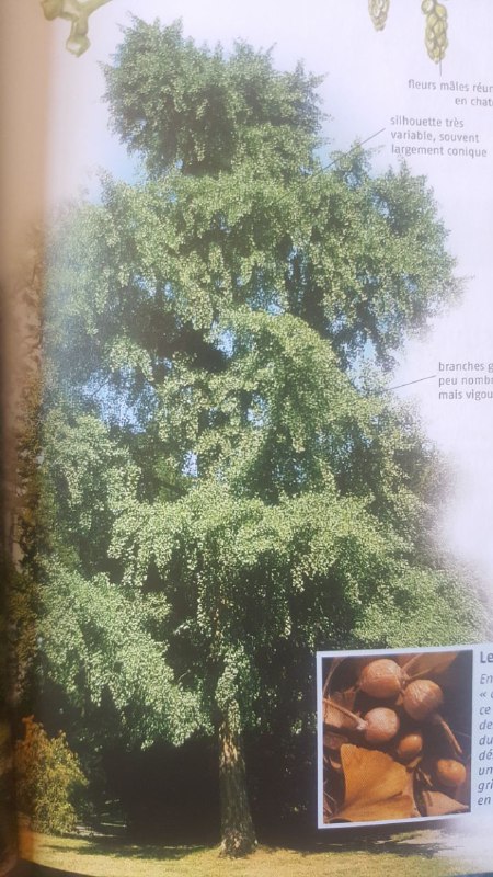 Annexe Gingkobiloba1.jpg