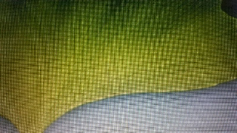 Annexe Gingkobiloba2.jpg