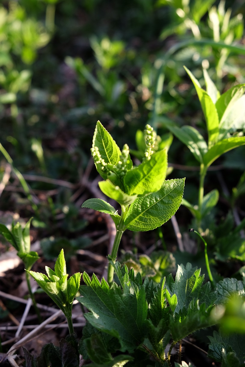 Annexe M. perennis 1.jpg