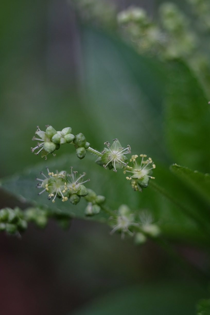 Annexe M. perennis 2.jpg