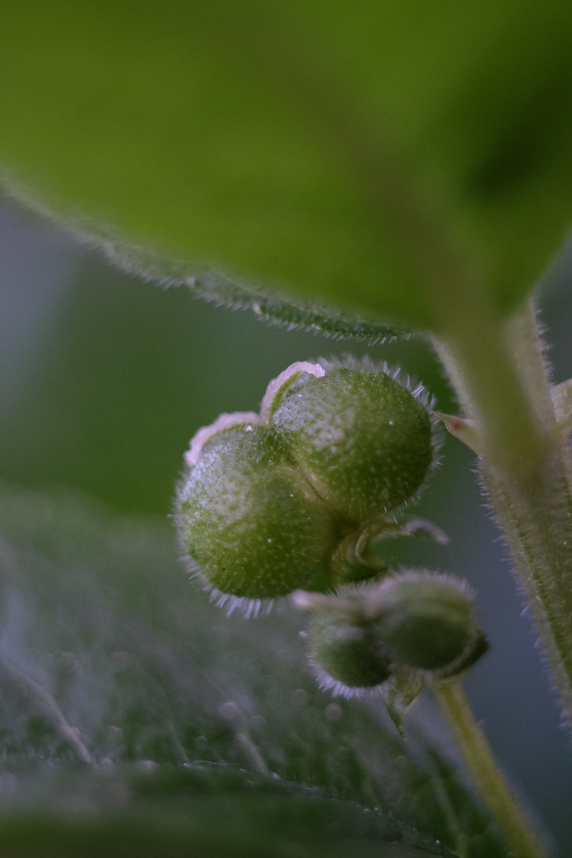 Annexe M. perennis 3.jpg