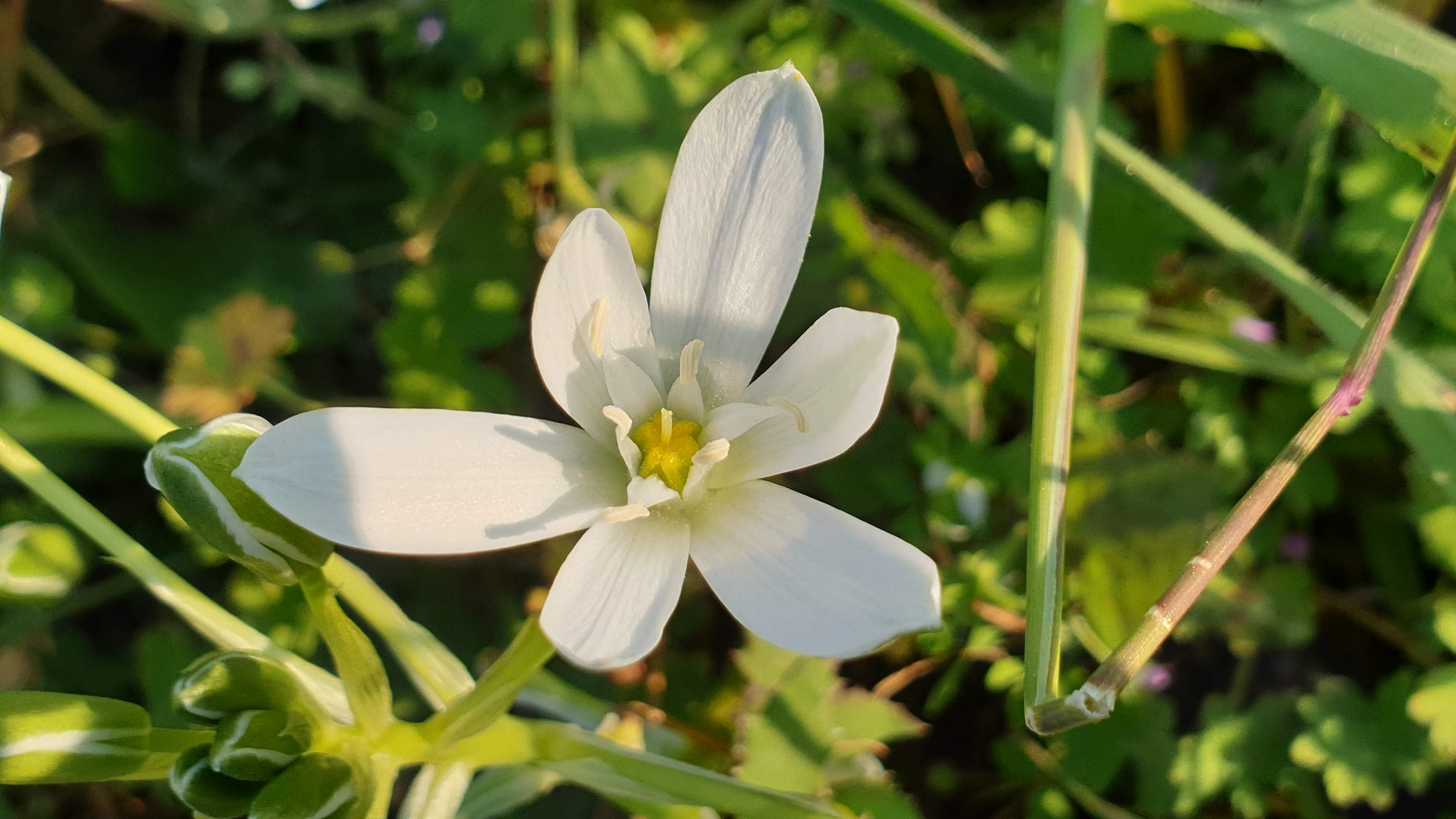 Annexe Ornithogale - Fleur.jpg