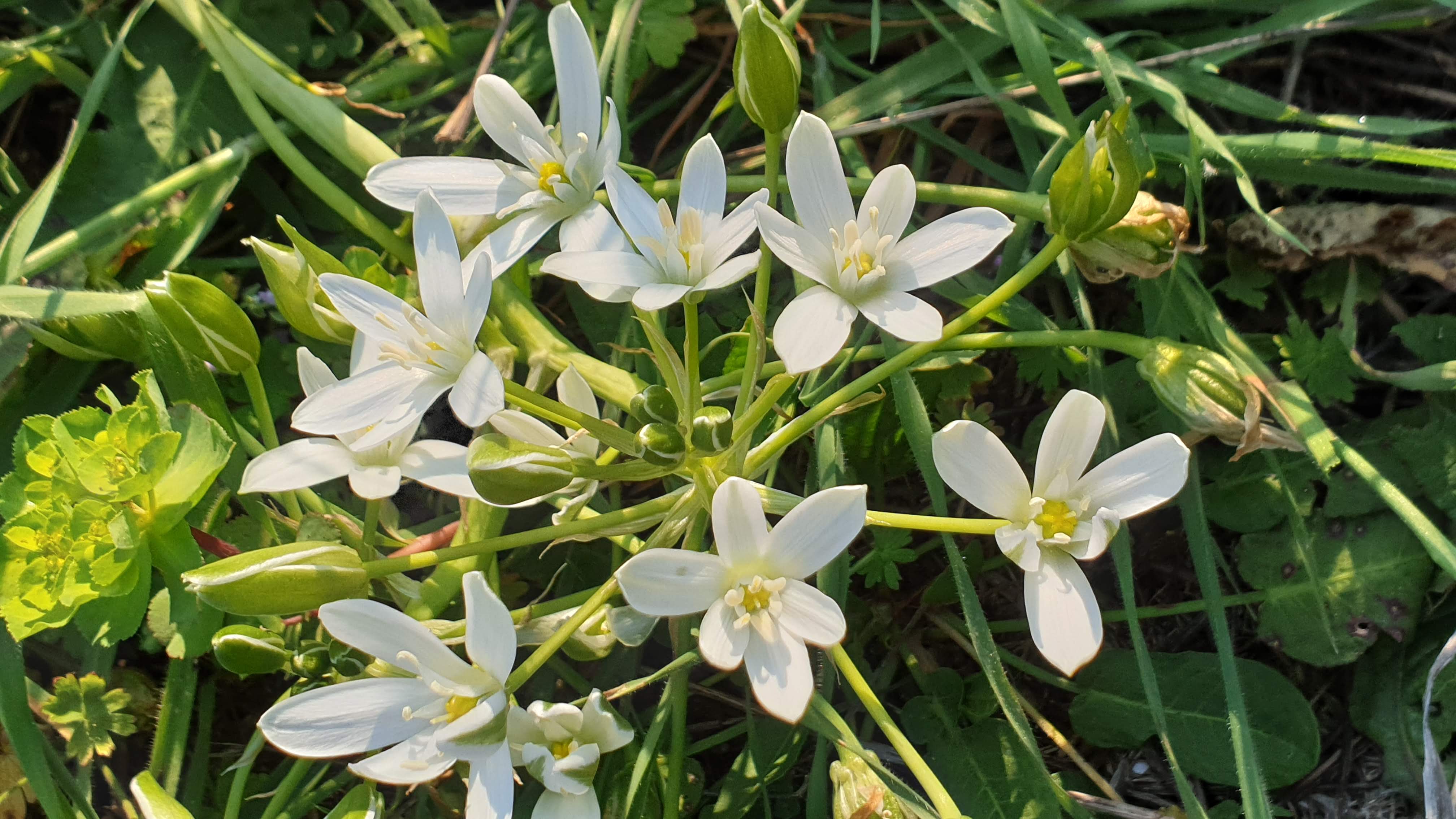 Annexe Ornithogale - Plan large.jpg