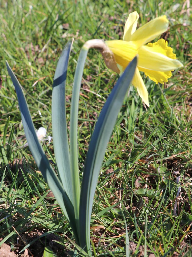 Annexe jonquille entière.jpg