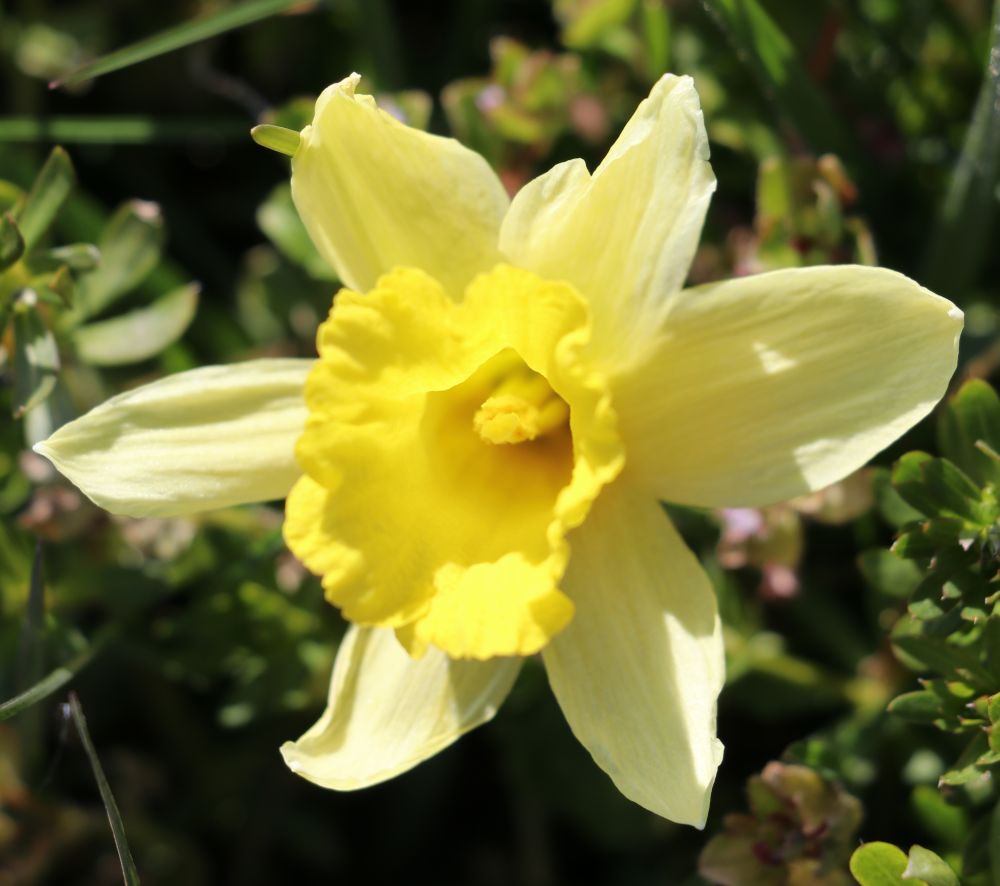 Annexe jonquille face de la fleur.jpg