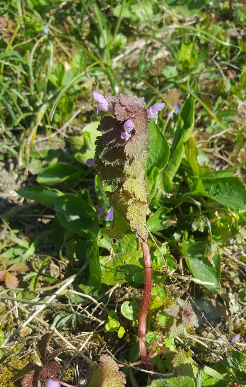 Annexe 20200403_112422.jpg